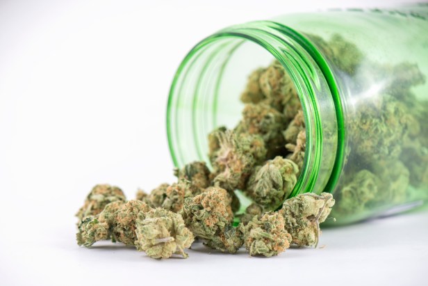 Detail of cannabis buds (ob reaper strain) on green glass jar is