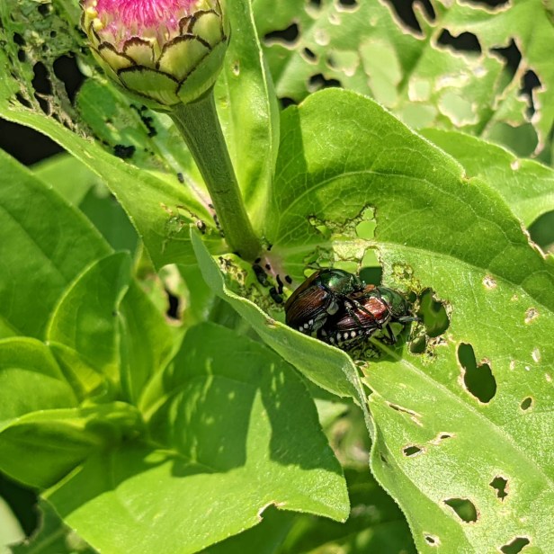 eats Japanese beetles
