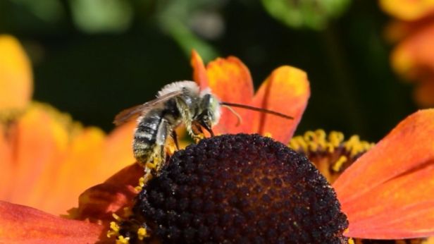 Ways We Can Save Bees