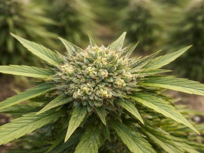 THCA Benefits: Why More People Are Switching to THCA&nbsp;Products